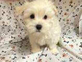 Maltese Puppy for sale in Cedar Park, TX, USA
