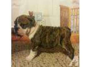 Bulldog Puppy for sale in SECAUCUS, NJ, USA
