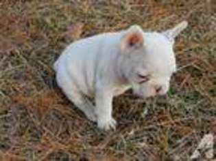 French Bulldog Puppy for sale in ATOKA, OK, USA