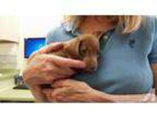 Dachshund Puppy for sale in SPRINGDALE, PA, USA