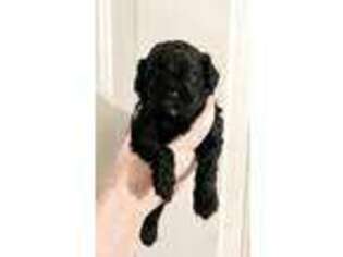Cavapoo Puppy for sale in Mooresville, NC, USA