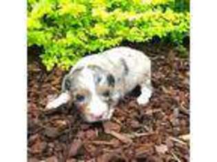 Miniature Australian Shepherd Puppy for sale in Franklin, LA, USA