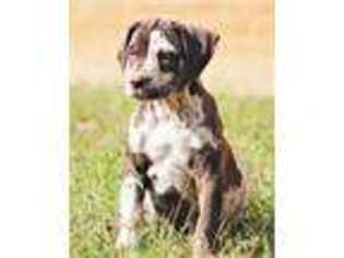 Catahoula Leopard Dog Puppy for sale in Unknown, , USA