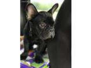 French Bulldog Puppy for sale in Greenup, IL, USA