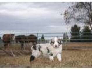 Australian Shepherd Puppy for sale in Bigfork, MT, USA