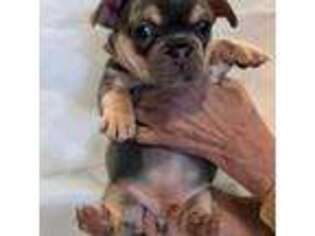 French Bulldog Puppy for sale in Steward, IL, USA