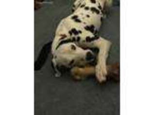 Dalmatian Puppy for sale in Randallstown, MD, USA