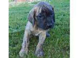 Mastiff Puppy for sale in Edgewood, IA, USA