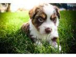 Miniature Australian Shepherd Puppy for sale in Buena Vista, CO, USA