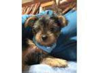 Yorkshire Terrier Puppy for sale in Colton, SD, USA