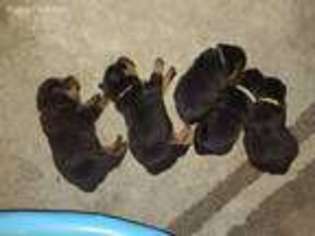 Rottweiler Puppy for sale in Baxley, GA, USA