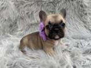 French Bulldog Puppy for sale in Green Cove Springs, FL, USA