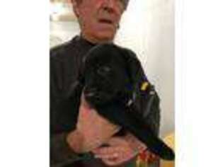 Labrador Retriever Puppy for sale in Clever, MO, USA