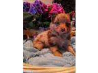 Pomeranian Puppy for sale in Clio, MI, USA