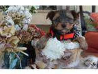 Yorkshire Terrier Puppy for sale in SPRING BRANCH, TX, USA