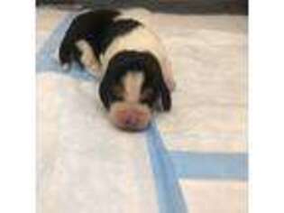 Basset Hound Puppy for sale in Orland, CA, USA