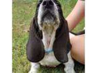 Basset Hound Puppy for sale in Durham, NC, USA