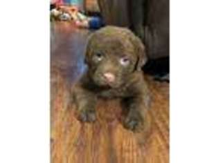 Chesapeake Bay Retriever Puppy for sale in Spring Hill, TN, USA