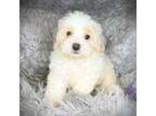 Schnoodle (Standard) Puppy for sale in Grand Rapids, MI, USA