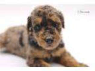 Mutt Puppy for sale in Cleveland, OH, USA