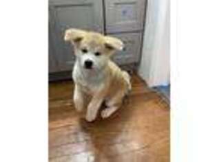 Akita Puppy for sale in Flushing, NY, USA