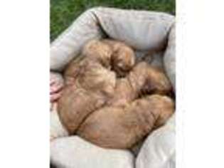 Goldendoodle Puppy for sale in Dry Prong, LA, USA