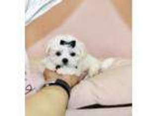 Maltese Puppy for sale in Victorville, CA, USA