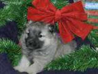 Norwegian Elkhound Puppy for sale in Wetmore, CO, USA