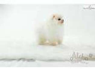 Pomeranian Puppy for sale in Atlanta, GA, USA