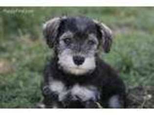 Mutt Puppy for sale in Richardton, ND, USA
