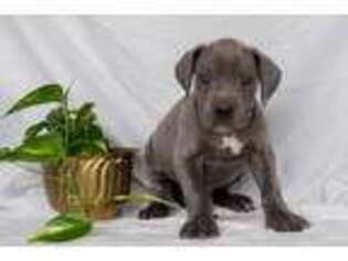 Great Dane Puppy for sale in Millersburg, PA, USA
