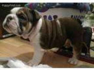 Bulldog Puppy for sale in Lafayette, TN, USA