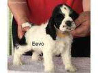 Cocker Spaniel Puppy for sale in Celina, OH, USA