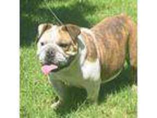 Bulldog Puppy for sale in Cisco, TX, USA