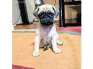 Pug Puppy for sale in Stevens Point, WI, USA