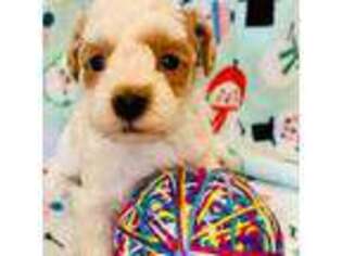 Cavapoo Puppy for sale in Citrus Heights, CA, USA
