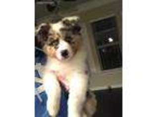 Australian Shepherd Puppy for sale in Waxhaw, NC, USA