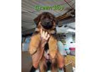 German Shepherd Dog Puppy for sale in Six Mile Run, PA, USA