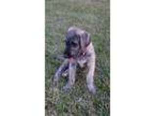 Irish Wolfhound Puppy for sale in Montgomery, IN, USA