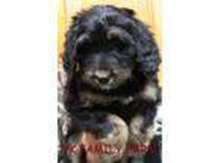 Mutt Puppy for sale in Martinsville, IN, USA