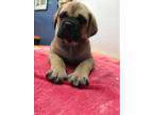 Mastiff Puppy for sale in GREENEVILLE, TN, USA