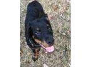 Rottweiler Puppy for sale in Powder Springs, GA, USA