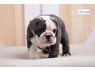 Bulldog Puppy for sale in Bloomington, IN, USA