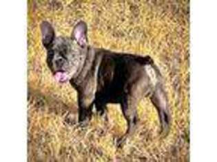 French Bulldog Puppy for sale in Rio Vista, TX, USA