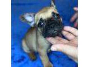 French Bulldog Puppy for sale in Roanoke, VA, USA