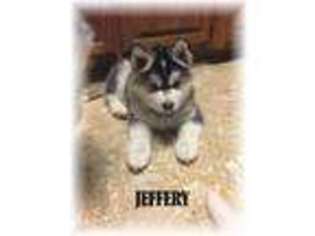 Siberian Husky Puppy for sale in Moscow, TN, USA