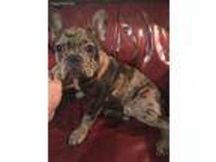 French Bulldog Puppy for sale in Clarence, NY, USA