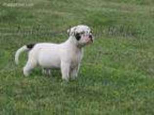 American Bulldog Puppy for sale in Darlington, MO, USA