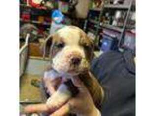 Olde English Bulldogge Puppy for sale in Fredericksburg, VA, USA