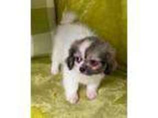 Tibetan Spaniel Puppy for sale in Houston, TX, USA